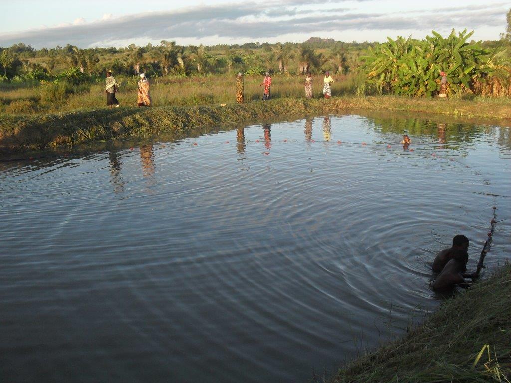 A Malawi fish farm