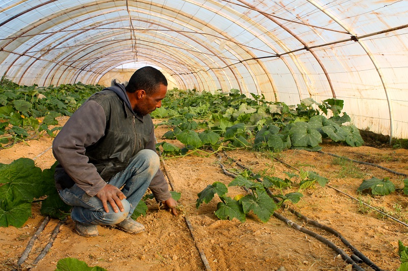Ezzedine has repaired his greenhouses and is earning a living again.