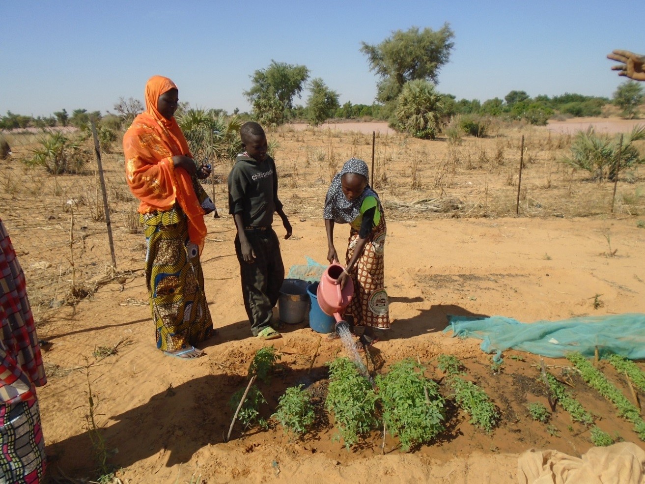 Crops being watered in Niger