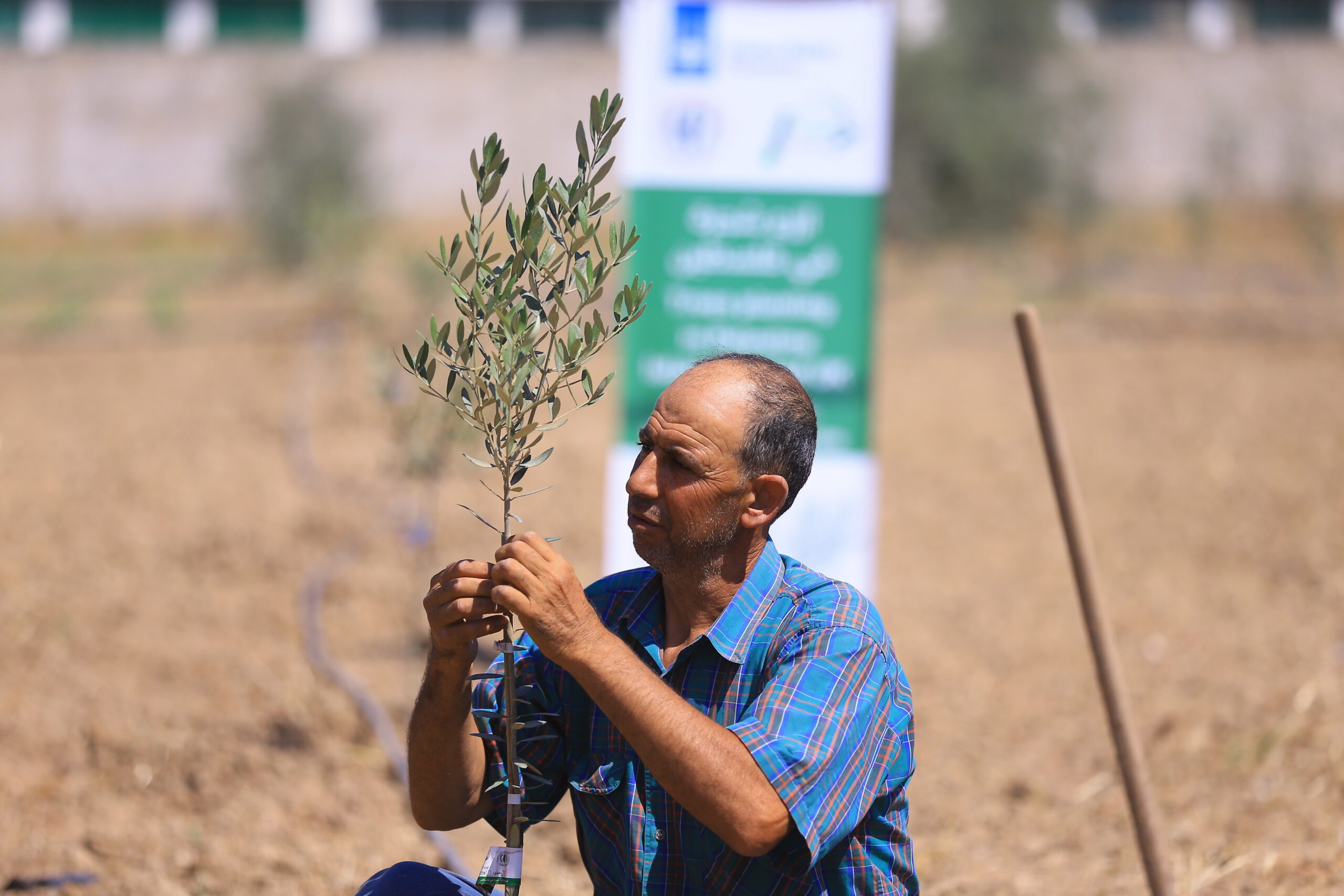Plant olive trees for people in need (400 olive trees)