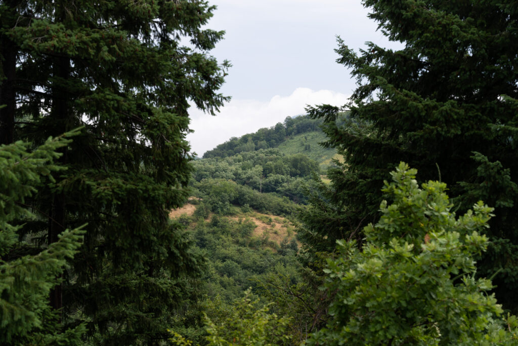 Forest outside of Srebrenica II